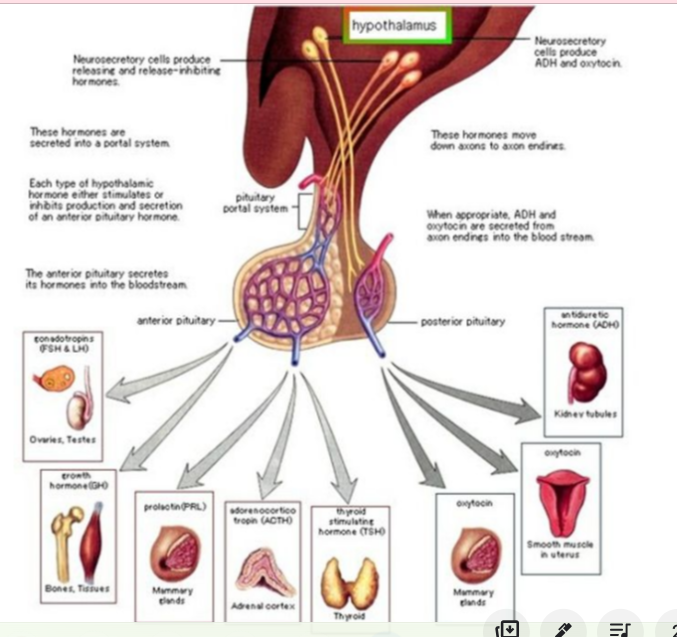 * Region at the base of the brain that links the nervous system to the endocrine systems thru its connection to the pituitary gland 
* Helps control the release of hormones from other endocrine glands
* Helps regulate (among other functions): 
  * Body temperature 
  * Hunger 
  * Thirst 
  * Sleep