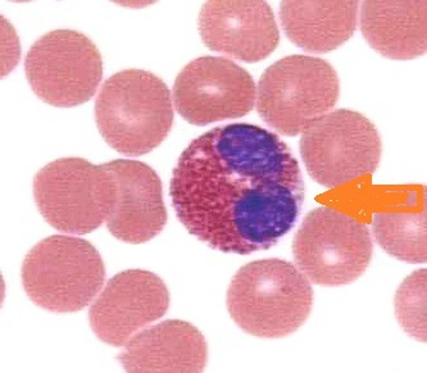 <p>Name the leukocyte.</p>