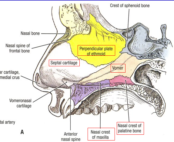 <ol><li><p>Perpendicular plate of ethmoid</p></li><li><p>Septal cartilage</p></li><li><p>Nasal crest of maxilla</p></li><li><p>Nasal crest of palatine bone</p></li><li><p>Vomer</p></li></ol><p>*Both the left and right nasal fossa (nose holes) are separated by nasal septum)</p><p></p>