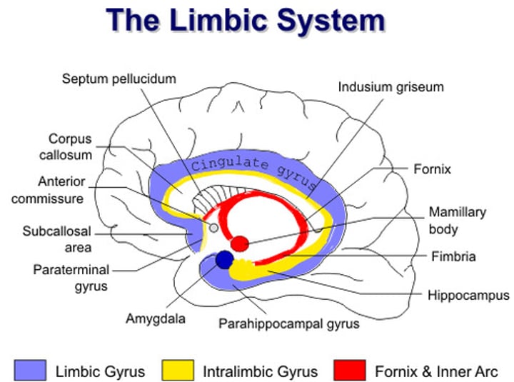 <p>A system of neural structures at the border of brainstem. Associated with emotions like fear, agression, and drives such as those for food and sex. Includes the Hippocampus, Amygdala and hypothalamus.</p>