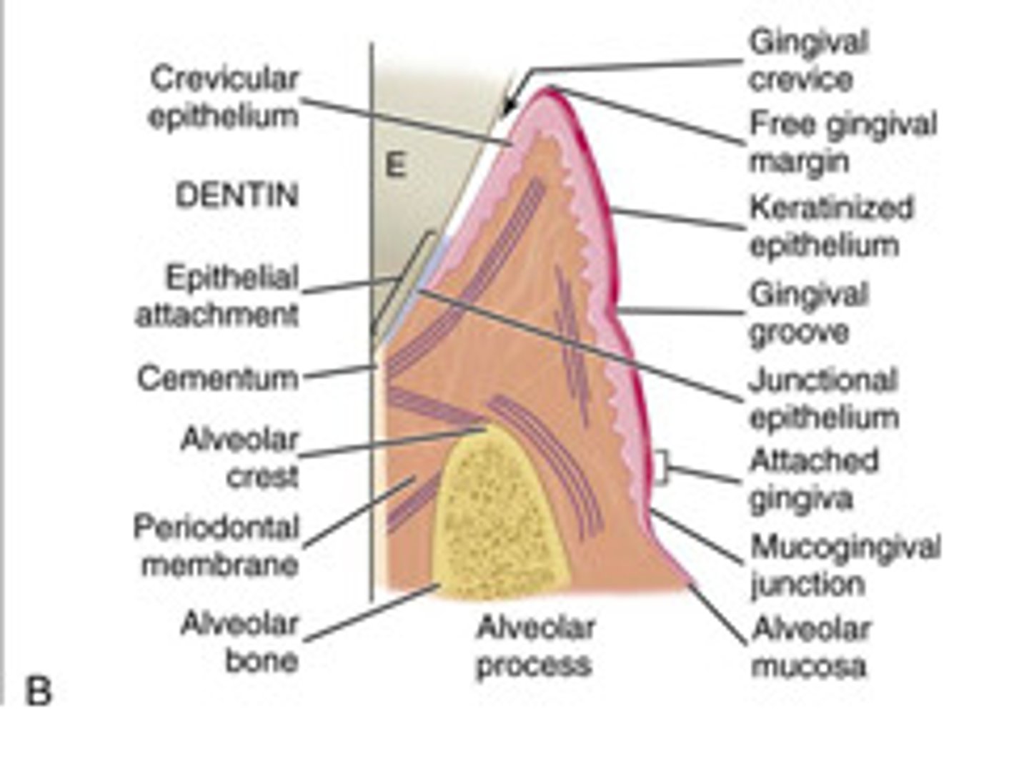 <p>junctional epithelium</p>