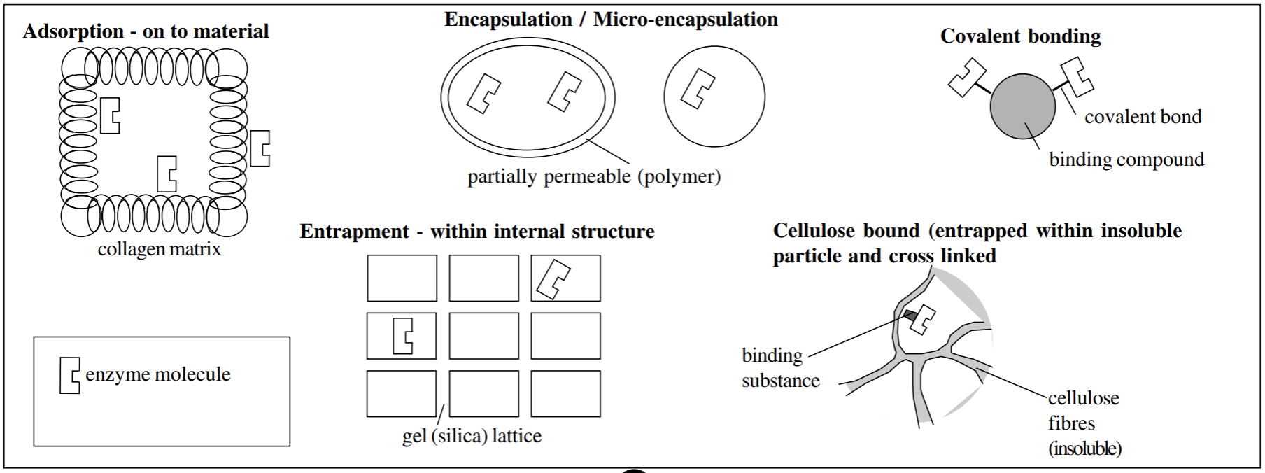 <ul><li><p>Absorption (carrier-bound)- onto the surface of a material- must be insoluble</p></li><li><p>Micro/encapsulation- within a partially permeable structure (polymer)</p></li><li><p>covalent bonded (cross-linked)- bound to a binding compound</p></li><li><p>entrapment (enzyme inclusion)- within the internal structure of a silica gel lattice</p></li><li><p>Cellulose-bound- entrapment within insoluble particle and cross linked</p></li></ul><img src="https://knowt-user-attachments.s3.amazonaws.com/c3331cc9-9d39-438a-9f66-80d2491c8f5b.png" data-width="75%" data-align="center"><p></p>