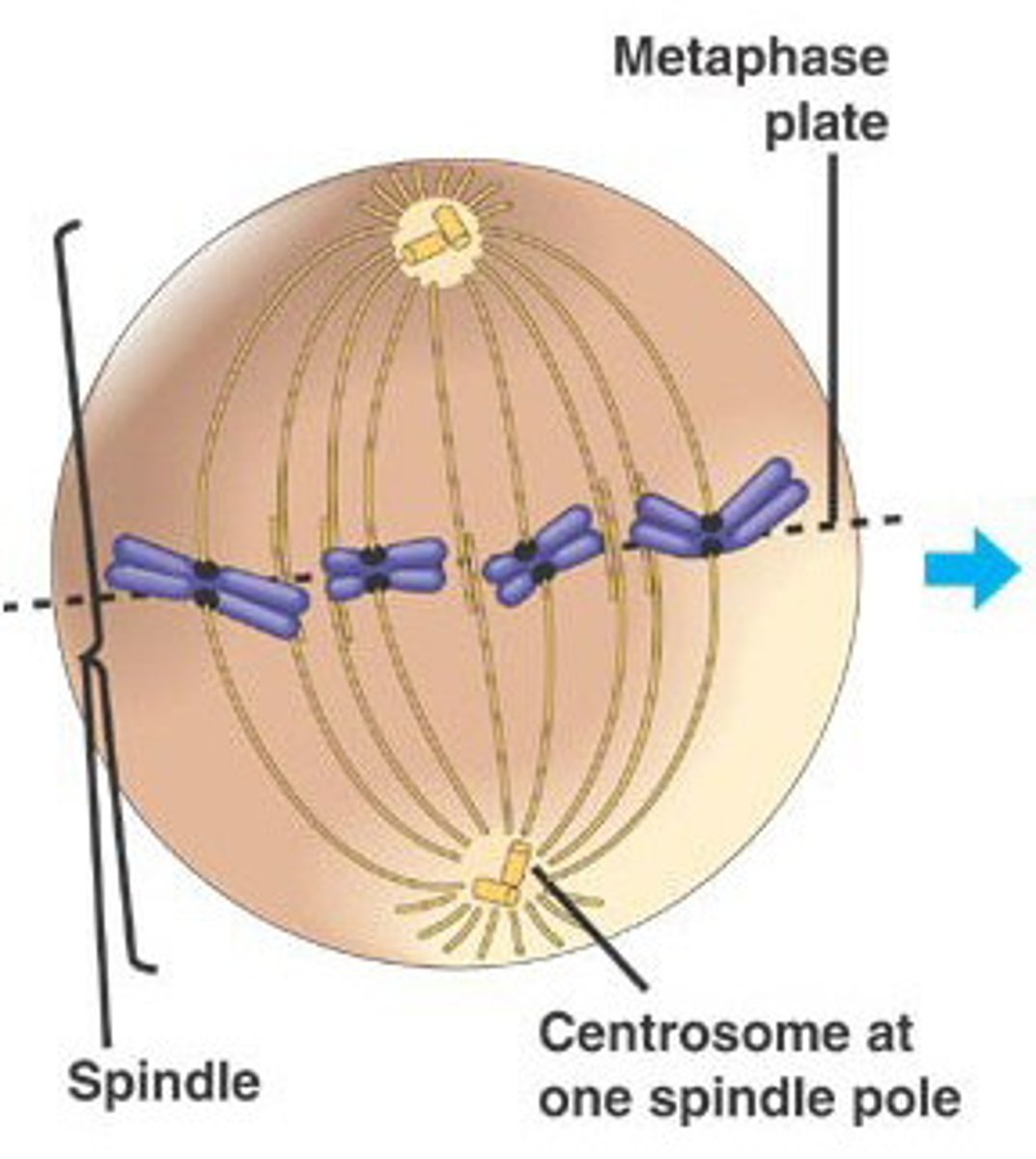 <p>second phase of mitosis, during which the chromosomes line up across the center of the cell</p>