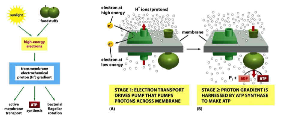 <ul><li><p>electrochemical gradient is dissipated through ATP synthase; free energy is used to drive ATP synthesis</p></li><li><p>Transmembrane electrochemical proton gradient is a form of energy storage that is adaptable to many forms of energy utilization</p></li><li><p>Protons go down concentration gradient through ATP synthase, driving reaction forward</p></li><li><p>Conservation of energy</p></li></ul>