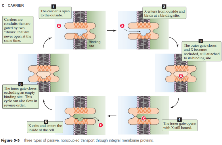 <ul><li><p>proteins that transport ions and small molecules down their concentration and electrical gradient</p></li><li><p>usually contain two gates</p></li><li><p>have specialised roles in the passive transport of materials such as ions, amino acids and sugars</p></li><li><p>all carriers that do not either hydrolyze ATP or couple to an electron transport chain are members of the solute carrier (SLC) superfamily</p></li></ul><p></p>