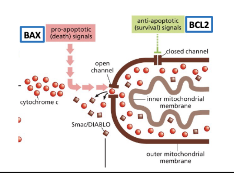 <p>mitochondria – the home of apoptosis</p><p>anti- and pro- apoptotic signals regulate release of cytochrome c from the mitochondria</p>