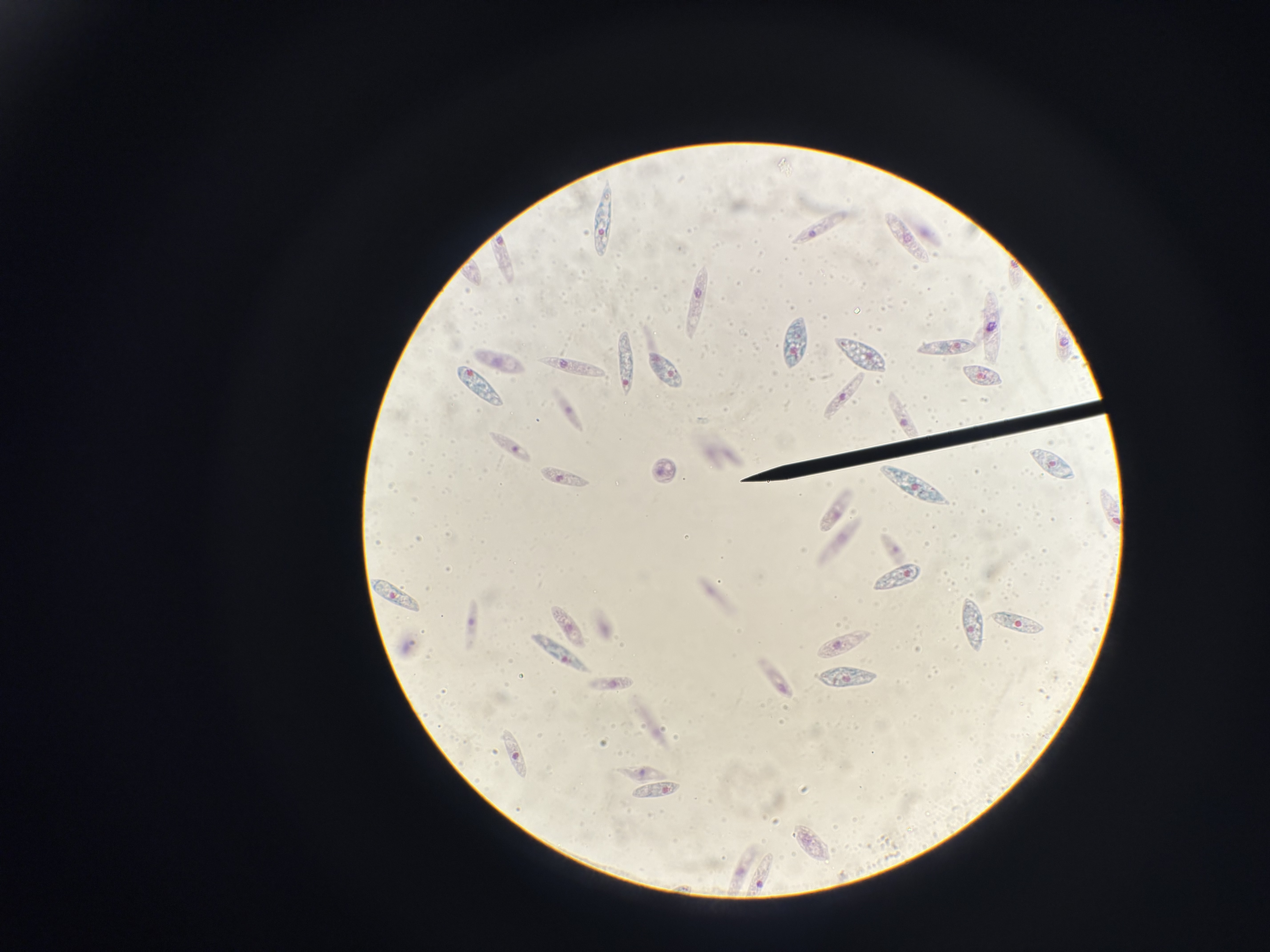 <p>What phylum is this</p>