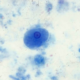 <p>Professor: Dr. Glena Fe A. Yapchulay-Alcabasa</p>