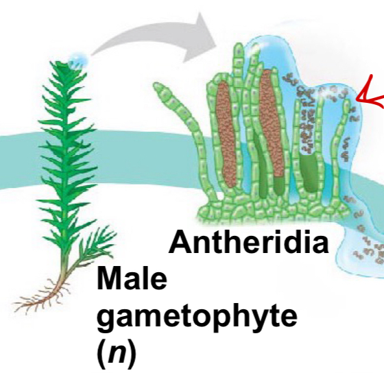 <p>Gametangia the produces sperm</p>