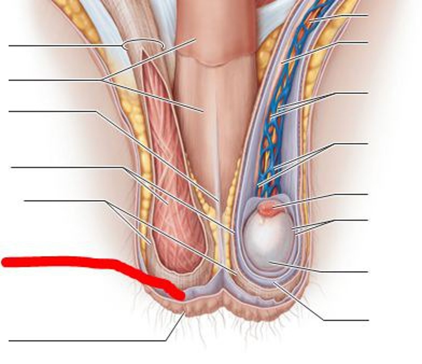 <p>The scrotum contains the _____ muscle.</p>