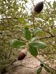 <p>Live Oak</p>