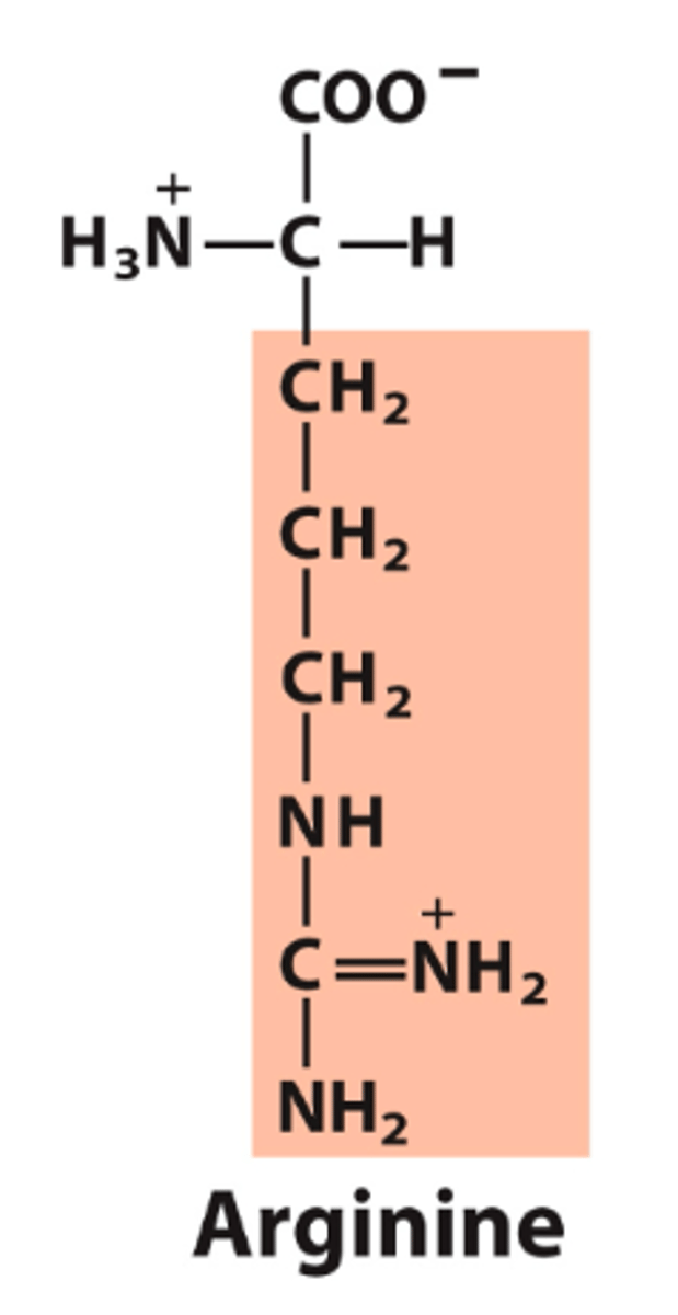 <p>What is the classification of this amino acid's R group?</p>