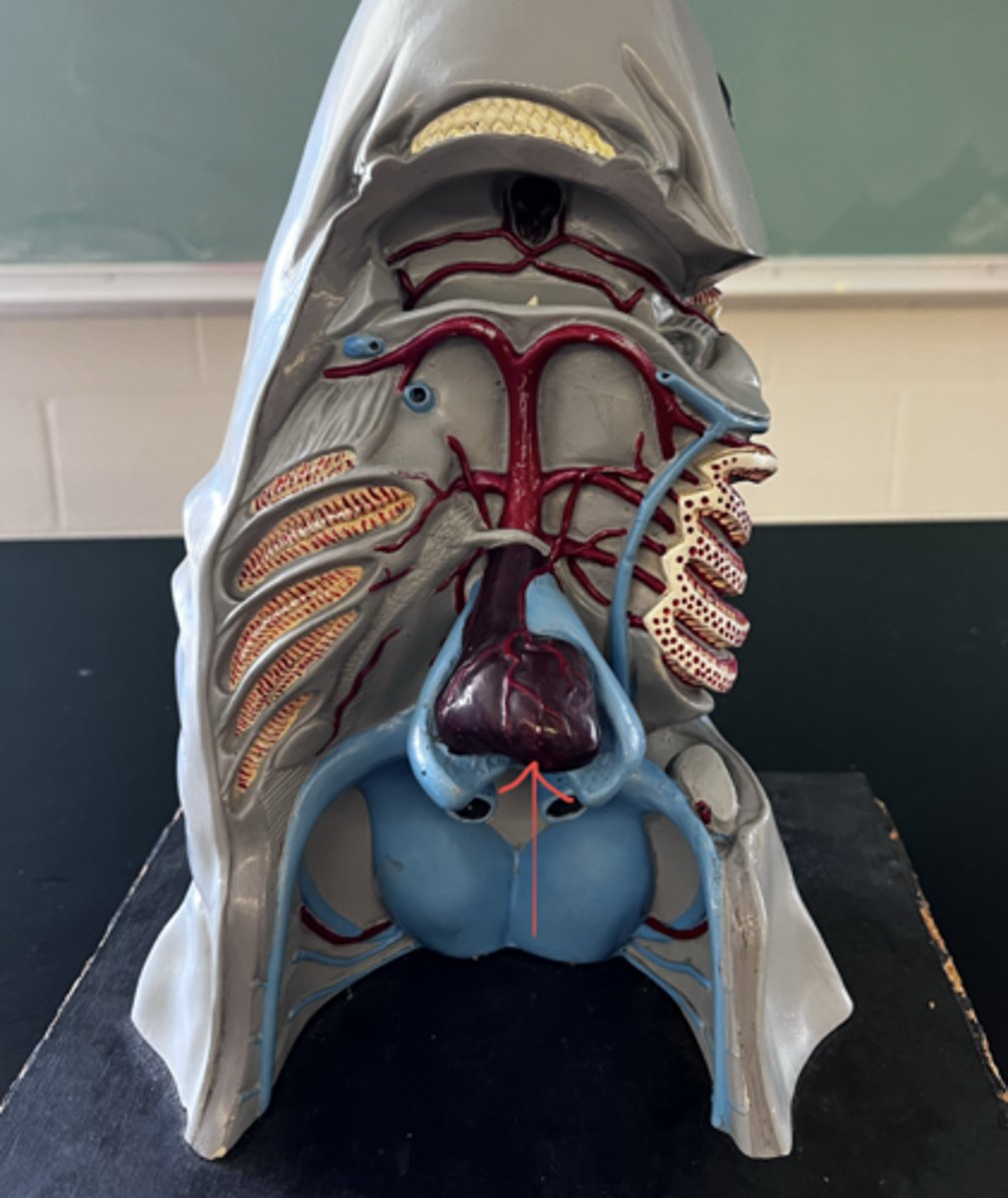 <p>from the ventricle, where does the blood travel?</p>