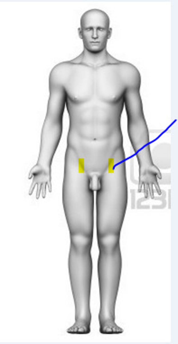 <p>pertaining to the groin where the thigh attaches to the hip</p>