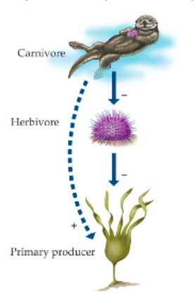 <ul><li><p>Predators reduce mortality on the food of their prey by reducing prey density</p></li><li><p>In a food web, changes in populations of consumers at higher trophic levels may indirectly affect trophic levels below them.</p></li><li><p><strong>negative</strong> interaction</p></li></ul>