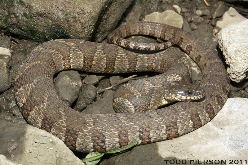 <p>Family: Colubridae</p><p>Latin: Nerodia sipedon</p><p>Common Watersnake</p>