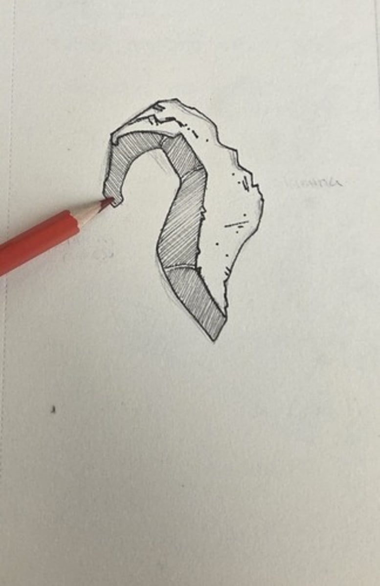<p>the delecate hook of the bone extending toward the medial surface of the maxilla</p>