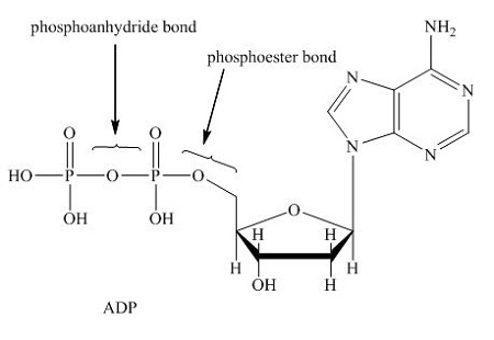 <p>high energy bonds between phosphates that can be hydrolyzed to release energy </p>