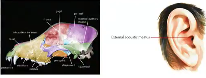 <p>Meatus</p>