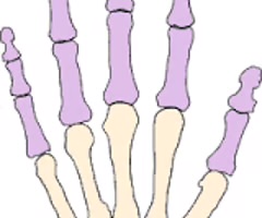<p><span>bones that make up the fingers of the hand.</span></p>