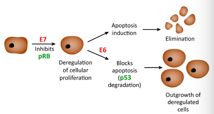 <p>-interferes with the normal function of p53 ○ P53- protein that decides whether a cell is stable enough to undergo cellular proliferation or should be marked for apoptosis -Once E7 inhibits pRB, a cell would normally undergo cell apoptosis, however, E6 inhibits p53 to block this mechanism, allowing for further cell deregulation</p>
