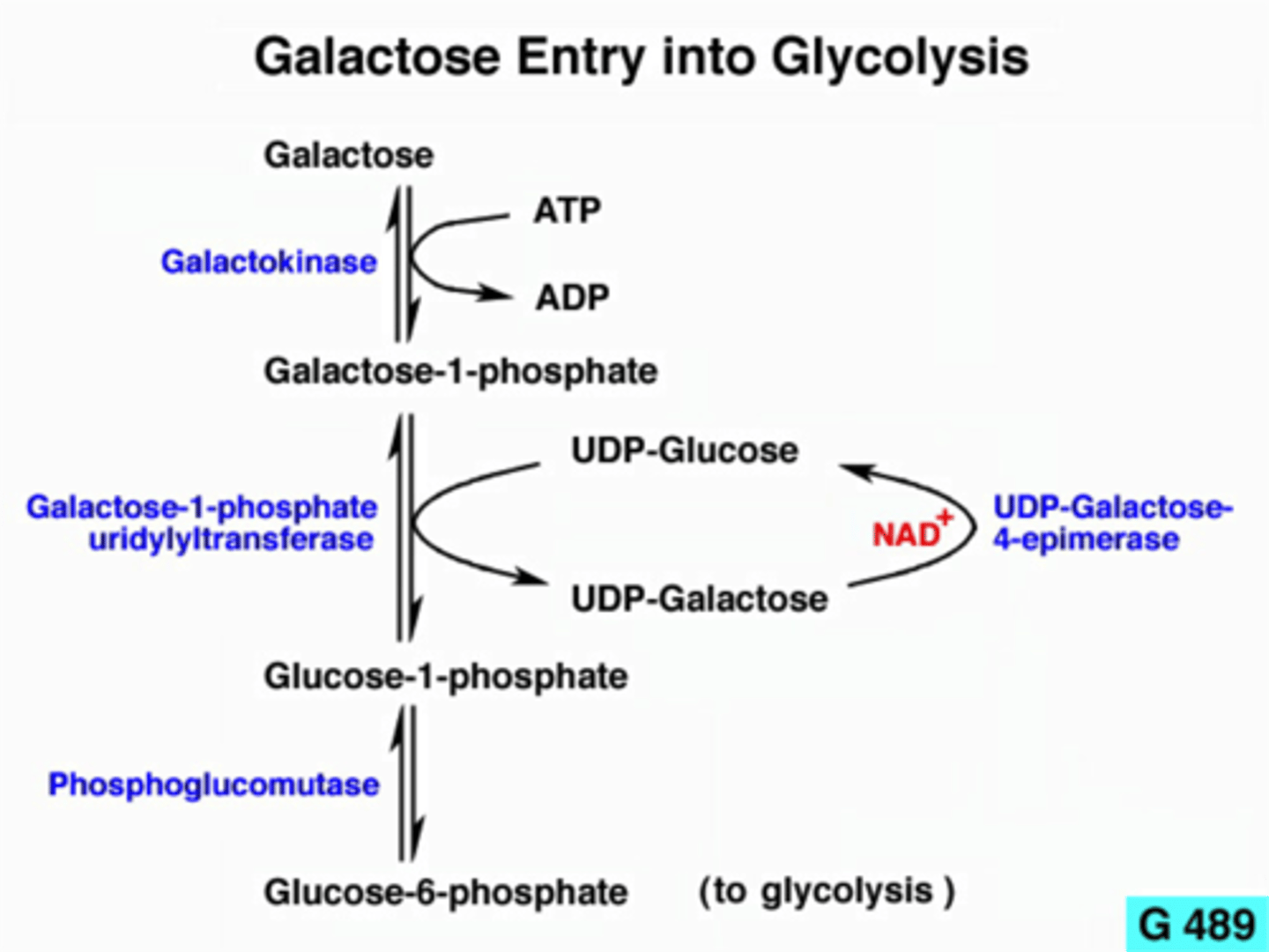 <p>Glucose-6-phosphate</p>