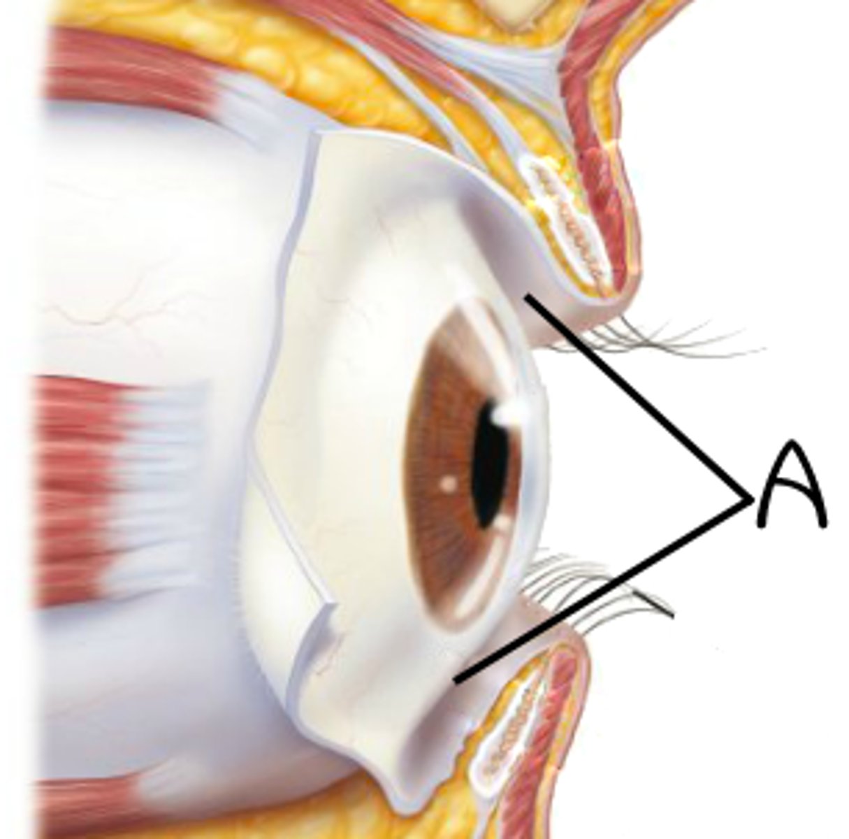 <p>overlays the eyeball, with the white sclera showing through (clear)</p>