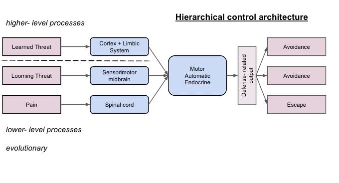 <ol><li><p><span style="background-color: transparent;"><span>pain</span></span></p></li><li><p><span style="background-color: transparent;"><span>spinal cord</span></span></p></li><li><p><span style="background-color: transparent;"><span>looming threat</span></span></p></li><li><p><span style="background-color: transparent;"><span>sensorimotor brain</span></span></p></li><li><p><span style="background-color: transparent;"><span>learned threat</span></span></p></li><li><p><span style="background-color: transparent;"><span>cortex and limbic system</span></span></p></li><li><p><span style="background-color: transparent;"><span>motor, autonomic, endocrine</span></span></p></li><li><p><span style="background-color: transparent;"><span>defense-related output</span></span></p></li><li><p><span style="background-color: transparent;"><span>escape</span></span></p></li><li><p><span style="background-color: transparent;"><span>avoidance</span></span></p></li><li><p><span style="background-color: transparent;"><span>avoidance</span></span></p></li></ol><p></p>