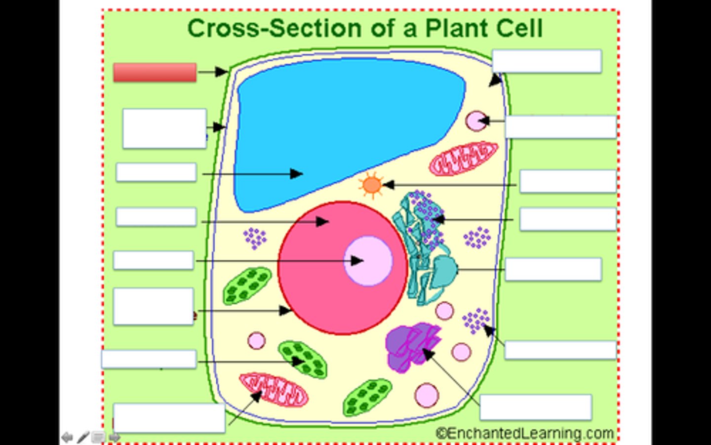 <p>thick rigid layer surronding the plant cell.</p>