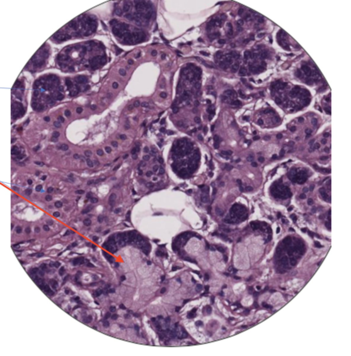 knowt flashcard image