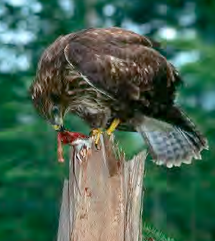 <p>Busardo ratonero </p>