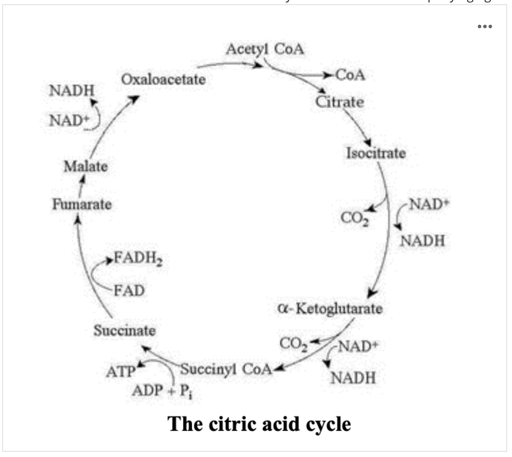 <p><span><span>What if NADH competitive inhibition occurs, what will happen to the levels of malate and isocitrate in the citric acid cycle shown in the accompanying figure?</span></span></p><p>Option A: a. Malate will decrease, and isocitrate will accumulate</p><p>Option B: b. Both malate and isocitrate will decrease</p><p>Option C: <span style="background-color: transparent; font-family: Arial, sans-serif, Inter, ui-sans-serif, system-ui, -apple-system, BlinkMacSystemFont, "Segoe UI", Roboto, "Helvetica Neue", "Noto Sans", "Apple Color Emoji", "Segoe UI Emoji", "Segoe UI Symbol", "Noto Color Emoji"; font-size: 1.6rem;"><span>c. Malate will accumulate, and isocitrate will decrease</span></span></p><p>Option D: d. Both malate and isocitrate will accumulate</p><p>Option E: e. Malate will remain constant, and isocitrate will increase</p>