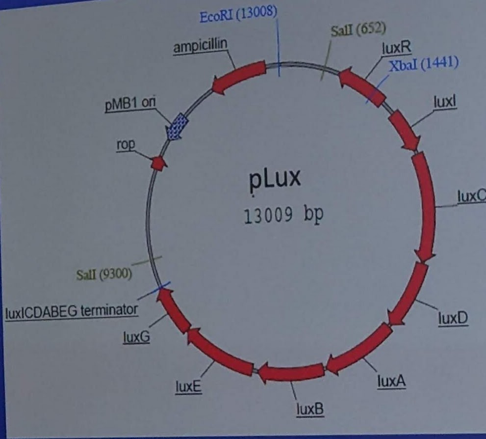 <p>Plasmid pLUX is digested with restriction enzymes EcoRI and Xba I and the digest is run on an agarose gel. The size of the bands you see on the gel would be…?</p>