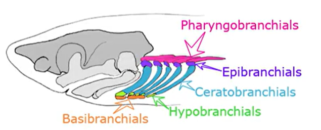 <p>Branchial</p>
