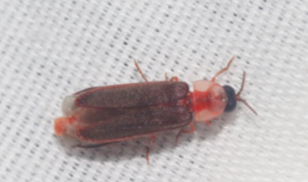 <p>*Enlarged pronotum *Light produce organ in abdomen *Flash lights to attract mates *Males will mate (Photinuos) they are eaten</p>