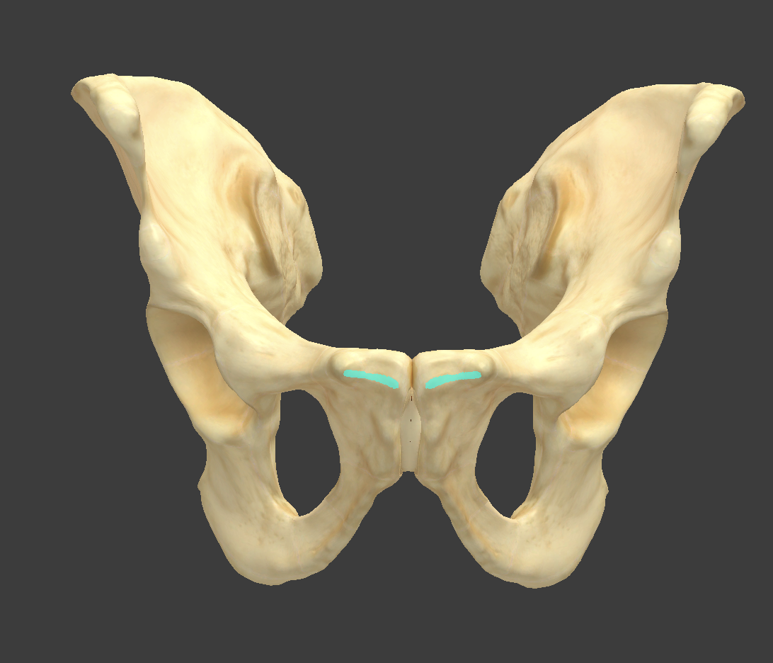 <p>Name and bone </p>