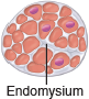 <p>Smooth Tissue components</p>