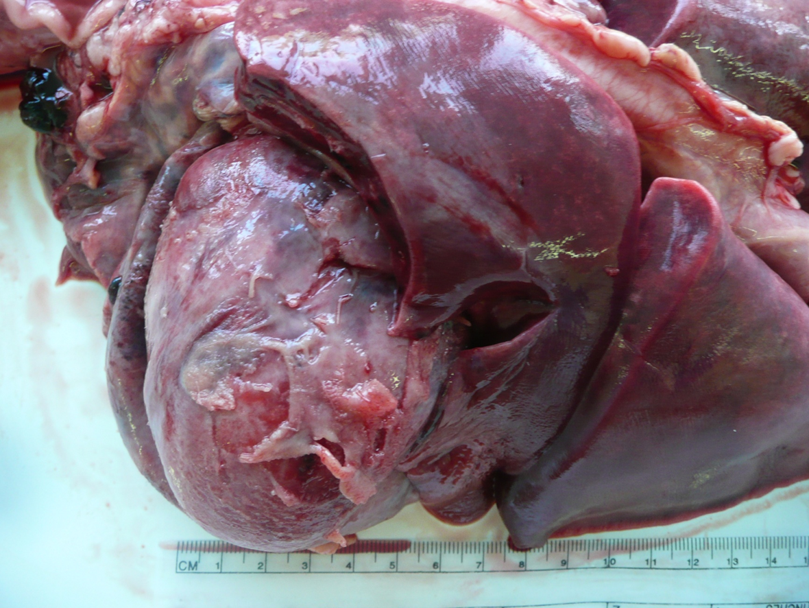 <p>What organ is this? Give a morphological description, morphological diagnosis, and possible etiology</p>