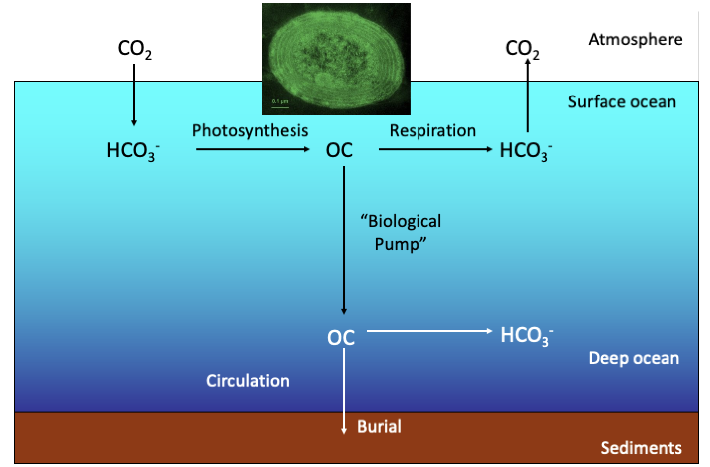 <p>The transformation of CO2 into organic carbon then sinking in the deep ocean and decomposing at depth. “Marine Snow”</p>