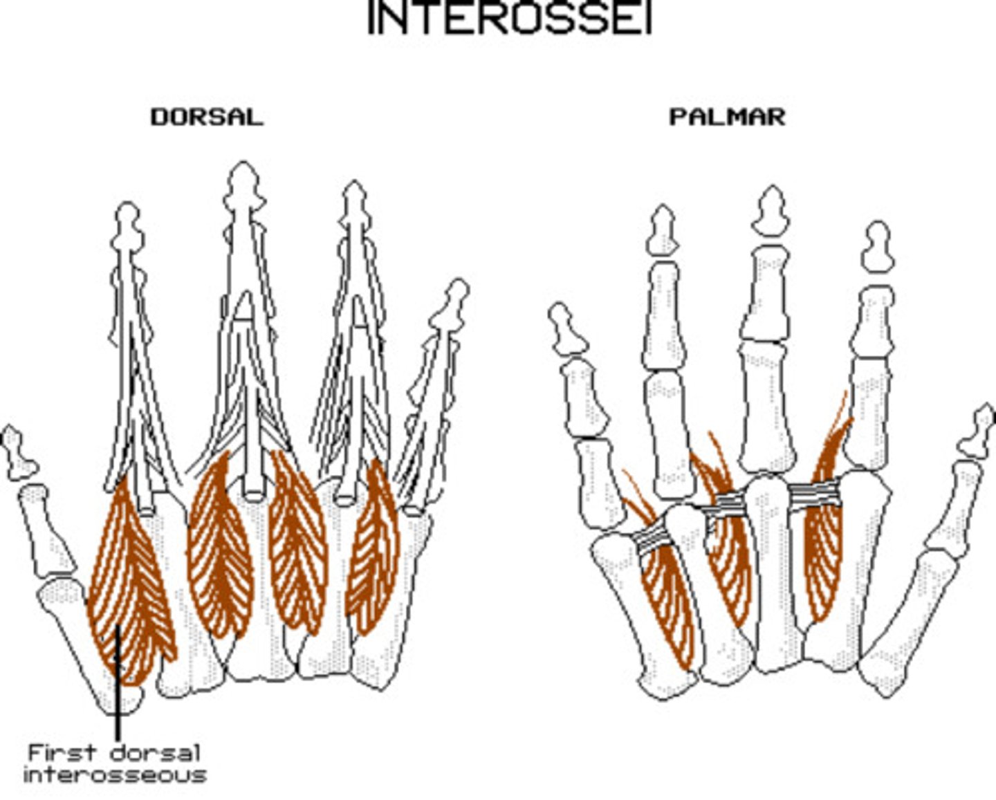 <p>O: Metacarpals 1 and 2</p><p>I: Proximal phalanx of 2</p><p>A: Abduction of 2, adduction of thumb</p>