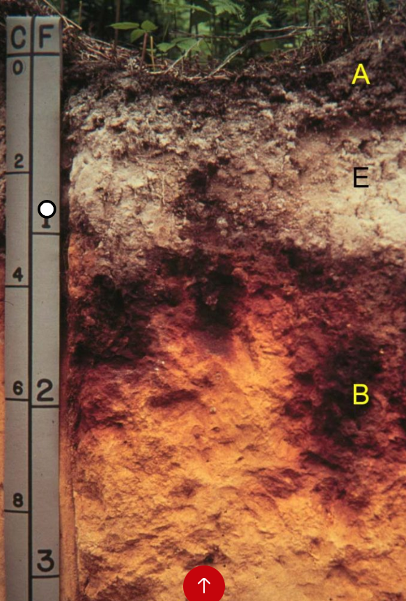 <p>-thin A, distinct E and B</p><p>-all forest soils</p><p>-B horizon has accumulated Fe, Al, and organic matter (become mobile under acidic conditions), not clay</p><p>-reddish brown color</p><p>-wet climate</p><p>-sandy parent material, little clay</p>