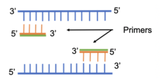 <p><strong>Forward primer:</strong> binds to template (antisense) strand (3’ → 5’)</p><p><strong>Reverse primer:</strong> binds to complementary (sense) strand (5’ → 3’)</p>