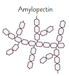 <ul><li><p>Long, <strong>branched</strong> chain of α-glucose</p></li><li><p><strong>Side branches</strong> allow <strong>enzymes</strong> that break down molecule to reach <strong>glycosidic bonds easily</strong></p><ul><li><p>→ glucose can be <strong>released quickly</strong></p></li></ul></li></ul><p></p>