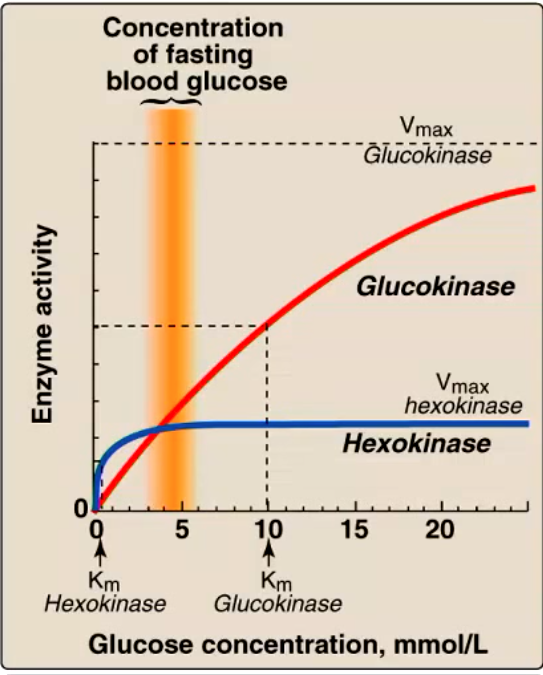 <p>what does this figure tell us about the functions of hexokinase and glucokinase?</p>