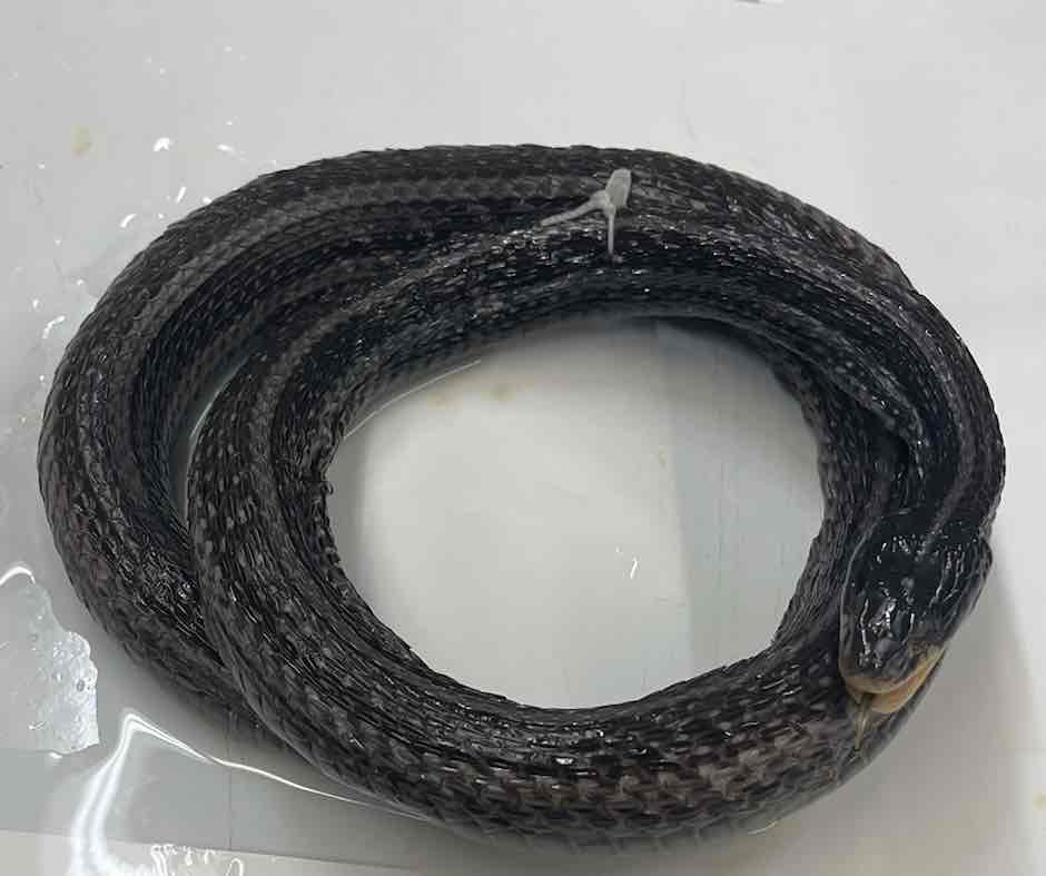 <p>western ribbon snake</p>