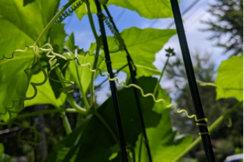 <p>a thin, spirally-coiling stem that</p><p>attaches a plant to its support</p>