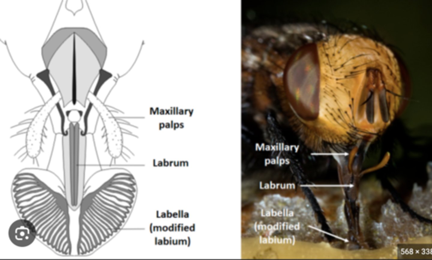 <p>Sensory appendages on maxillae or labium that detect taste and texture.</p>