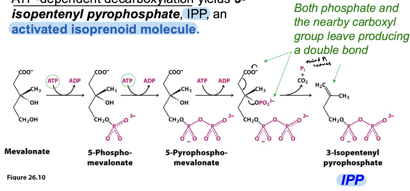 <p>Both the phosphate and the nearby carboxyl group leave producing a double bond (IPP).</p>