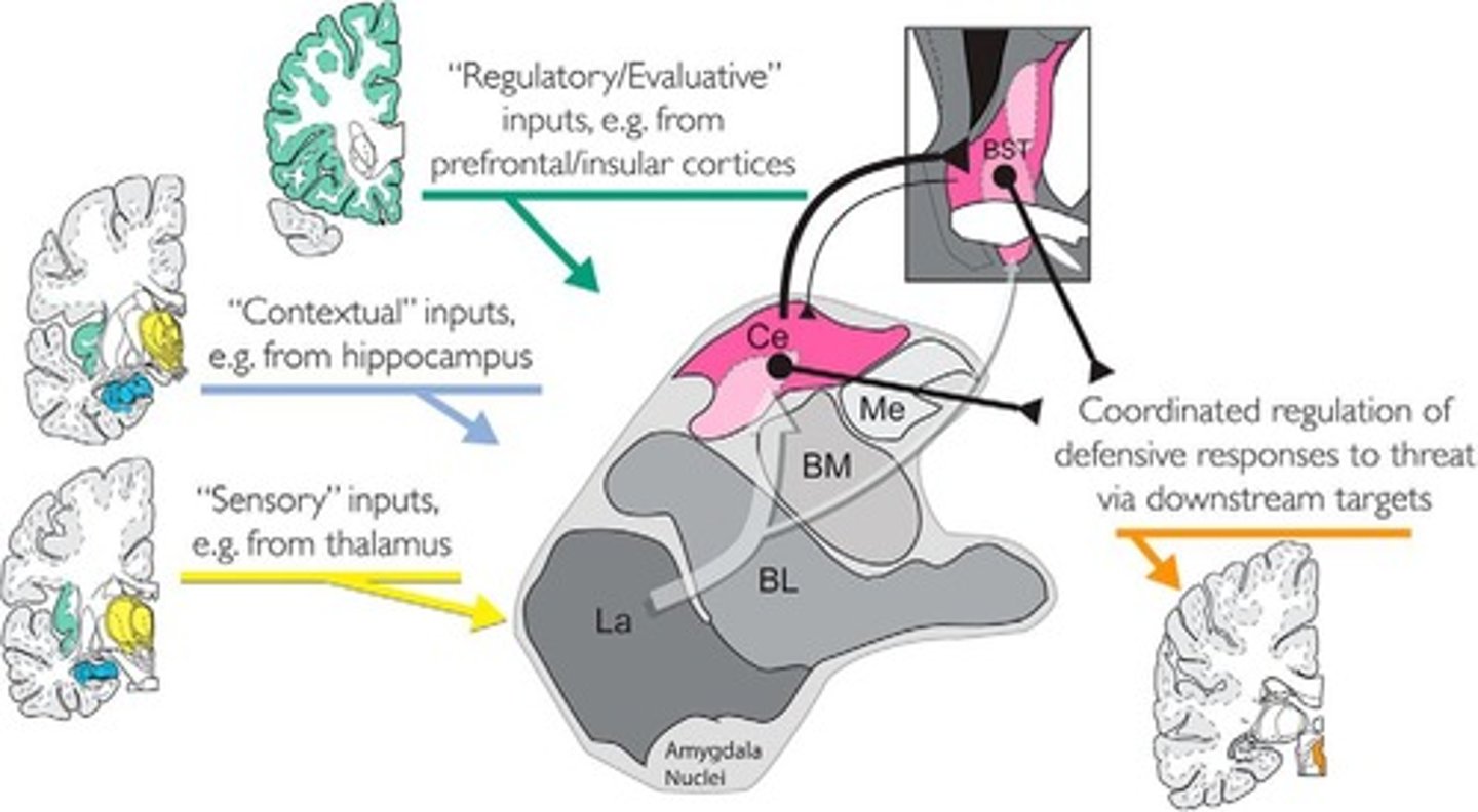 <p>Key characteristic of anxiety, regulates threat responses.</p>