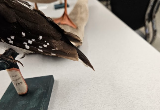 <p>contour feather ends in as sharp point</p>